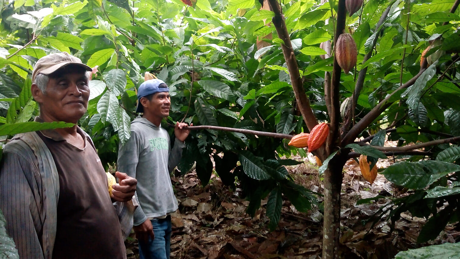 Producteurs cacao grand cru Alta Verapaz coopÃ©rative APODIP